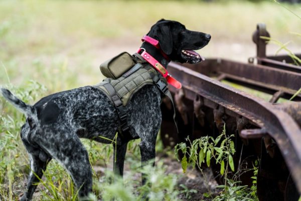 SafeShoot Defender Hunting Friendly Fire Prevention & Dog Safety Solution - NEW 2020 Technology 2